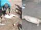 50斤重鳄雀鳝藏匿水库一年偷鱼吃